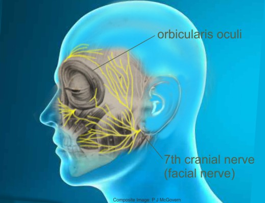 facial nerve illustration